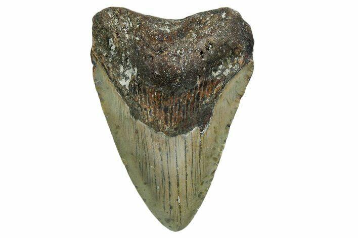 Bargain, Fossil Megalodon Tooth - North Carolina #351745